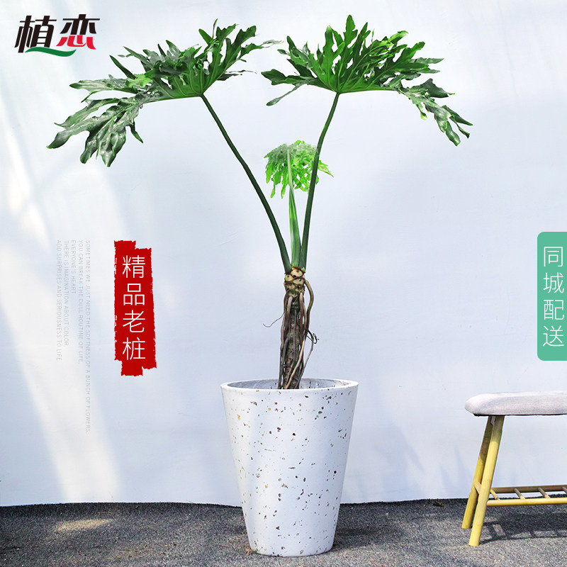 春雨老桩盆栽盆景 小天使大型植物办公室室内外好养北欧ins风宁波