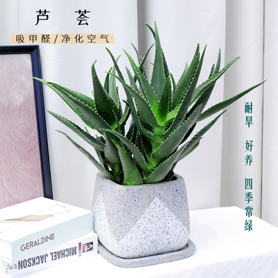 芦荟 不夜城芦荟盆栽可食用涂脸芦荟绿植植物阳台窗台喜阳 宁波