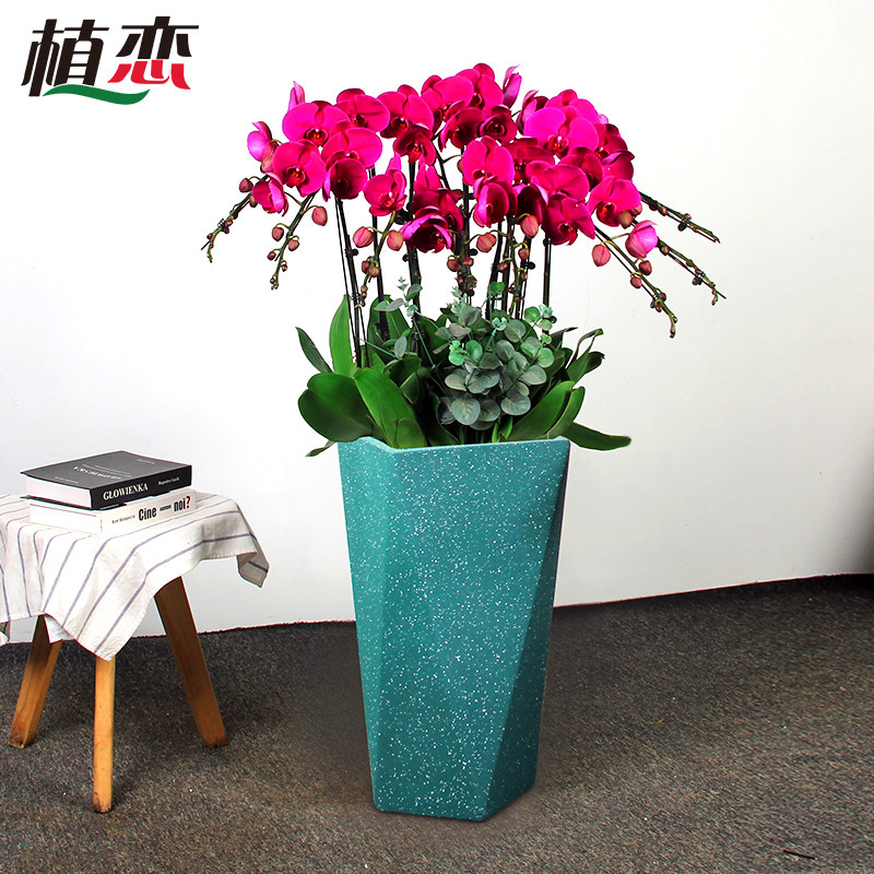 蝴蝶兰开业乔迁节日宁波年宵花卉