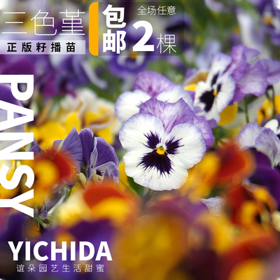 三色堇进口种子播种耐寒可爱
