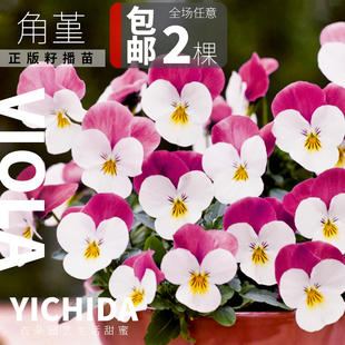 YICHIDA角堇正版 进口籽播迷你三色堇小苗秋冬春耐寒花苗小兔子