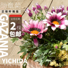 YICHIDA正版进口籽播勋章菊苗穴盘小苗多年生耐热新日笑吻菊花