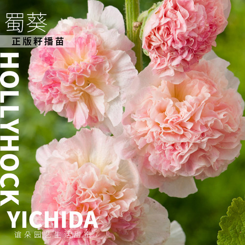 YICHIDA籽播蜀葵苗穴盘小苗多年生花卉地栽盆栽花园花镜耐寒耐热