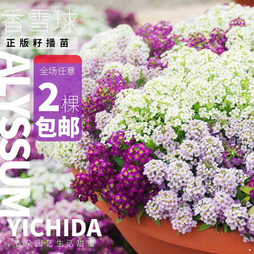 香雪球小苗耐寒春秋植物