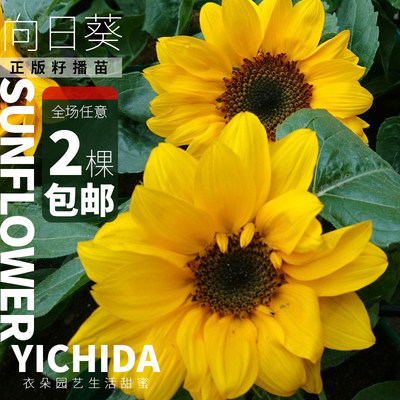 YICHIDA向日葵矮生多分枝