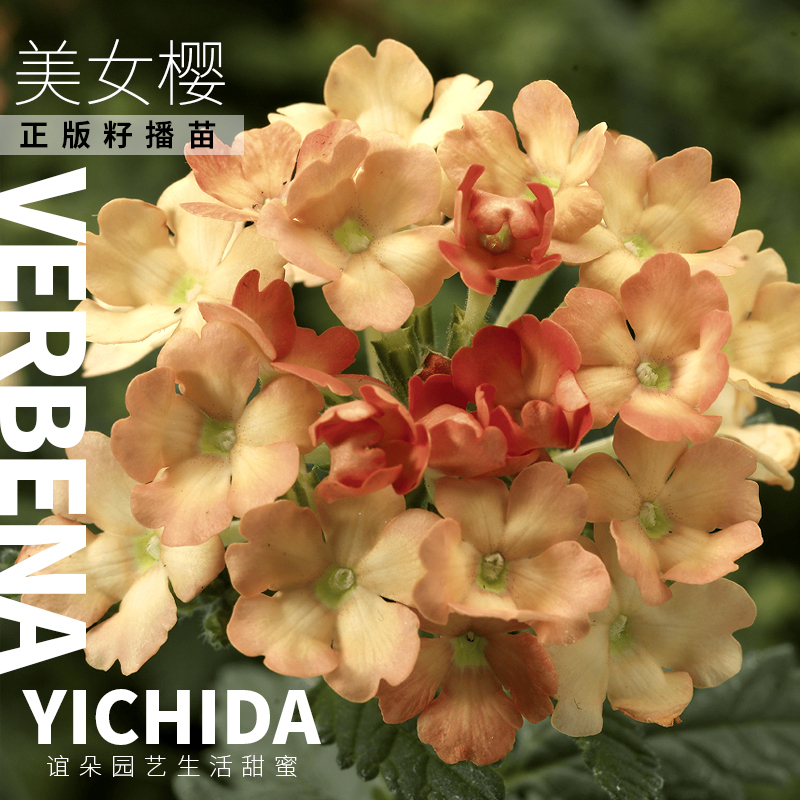 YICHIDA籽播美女樱苗穴盘小苗旋转水晶迷神花苗耐热多年生花卉-封面