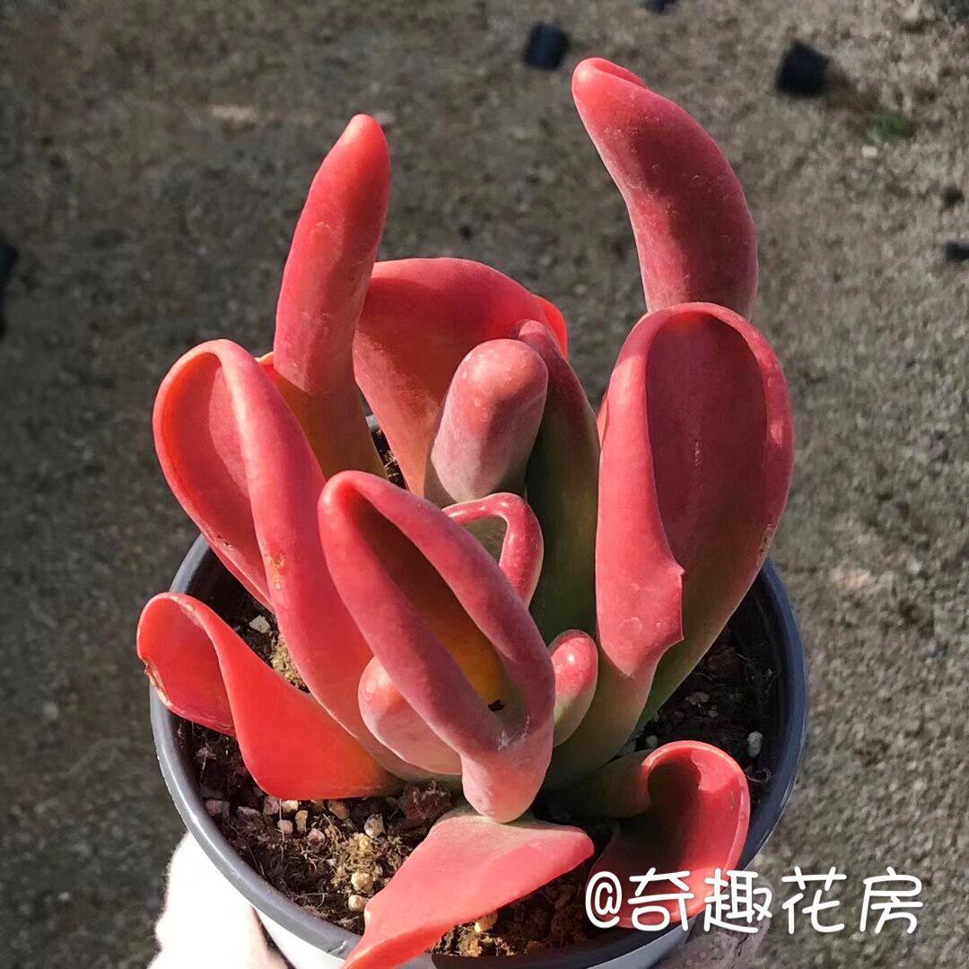 糖果锦多肉植物棒棒糖橄榄球玫瑰盆栽小球玫瑰绿植花卉 油画婚礼