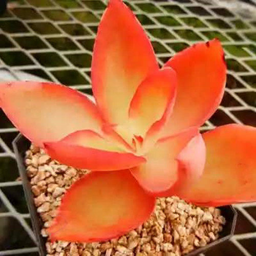 仙气凤凰精灵多肉植物盆栽组合套餐广寒宫刚叶莲晚霞赫拉绿植花卉