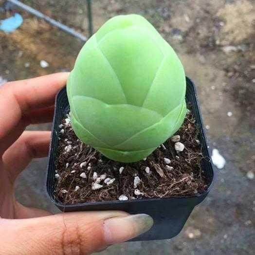 白玉鸡蛋 山地玫瑰多肉植物稀有小贵货罕见品种组合盆栽阳台绿植