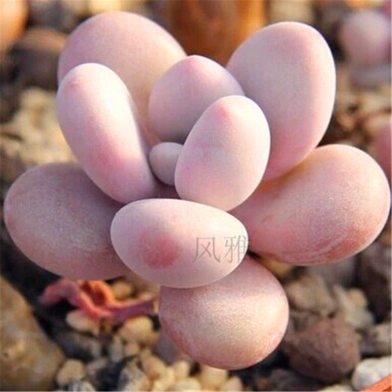 多肉植物粉色桃之卵多肉桃蛋 丸叶桃卵桃蛋可爱玫瑰 奶酪彩色蜡笔