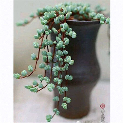 鹿角海棠组合碧玉莲垂吊多肉植物