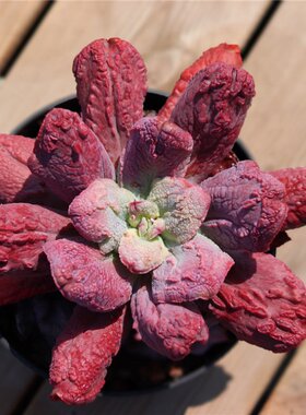 雨滴龙骨多肉植物新品