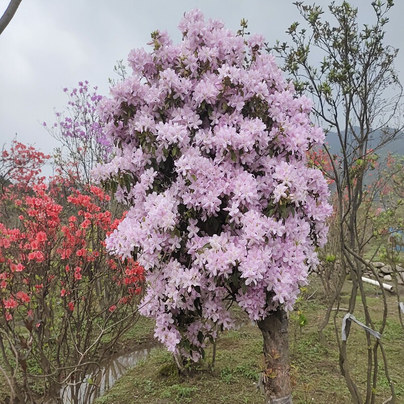 映山红粉色全冠地景老树生桩植物