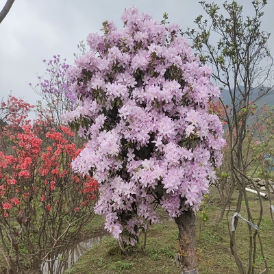 映山红粉色全冠地景老树生桩植物
