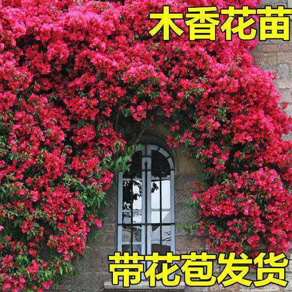 正宗红木香花苗四季开花爬藤植物浓香型特大苗甜蜜黄木香庭院盆栽