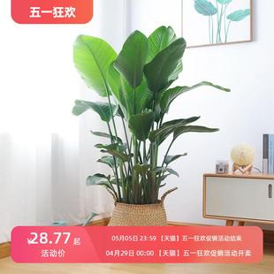 天堂鸟盆栽室内客厅植物大美观净化空气鹤望兰绿植四季常青易成活