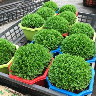 珊瑚蕨绿地球绿植盆栽植物翠云草幸福草情人草办公室桌面迷你盆景