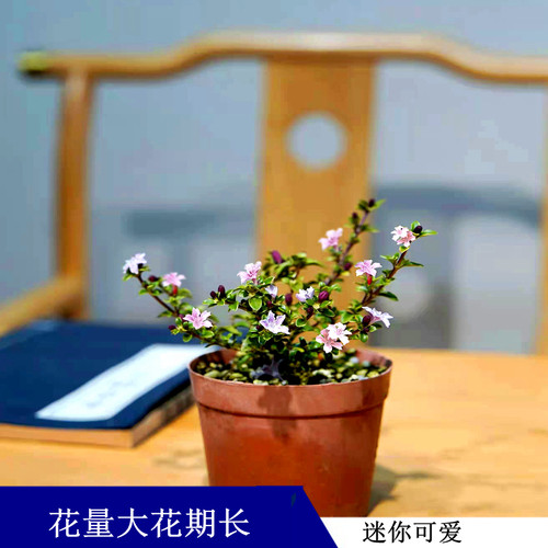 紫色花的六月雪少见桌面盆栽