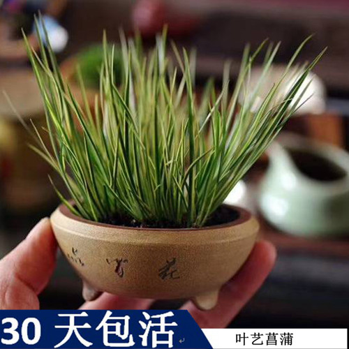老玩家推荐叶艺菖蒲桌面提升品味