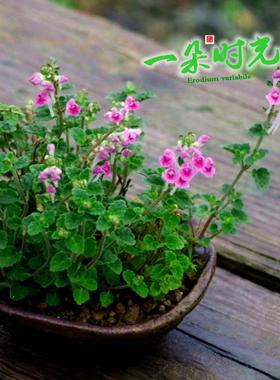 姬立浪姬风露草Erodium variabile 盆栽牻牛儿山野草粉花玫红