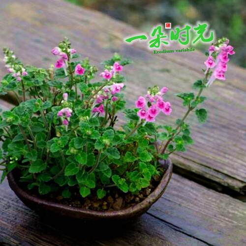 姬立浪姬风露草Erodium variabile 盆栽牻牛儿山野草粉花玫红