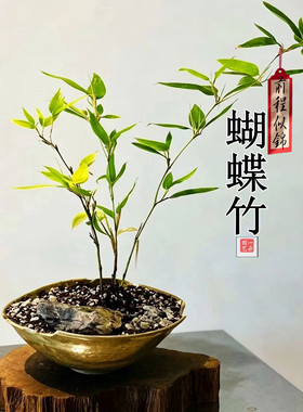 蝴蝶竹苗竹观赏竹稀有品种小竹子