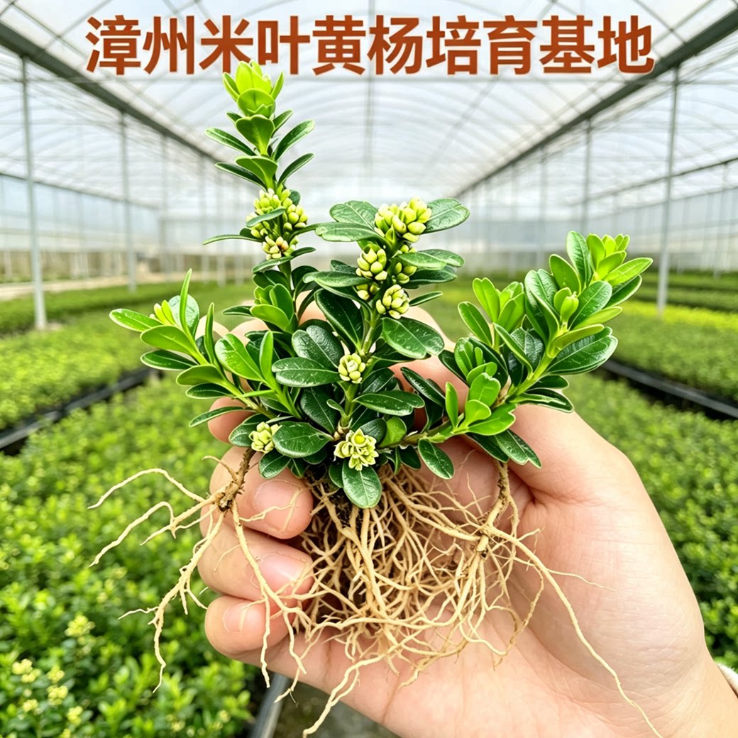 培育基地凤凰米叶黄杨赛珍珠盆景图片