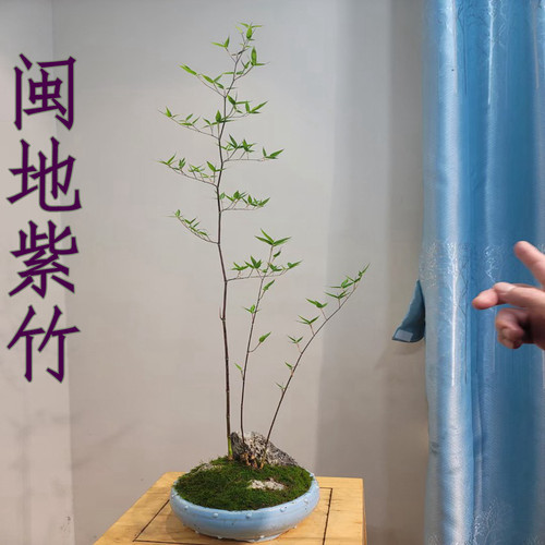 一朵家紫竹紫气东来大气熟桩