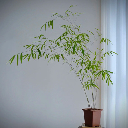 正宗内门竹飘逸竹子名贵30天包活