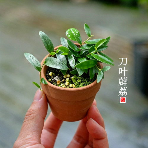 迷你绿植盆栽办公桌书桌茶桌小巧