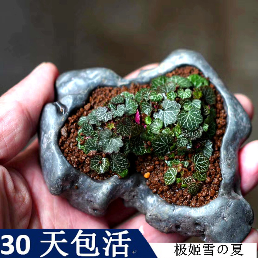 日本姬虎耳草盆栽拇指盆绿植种好迷你植物微型迷你小清新掌上把玩