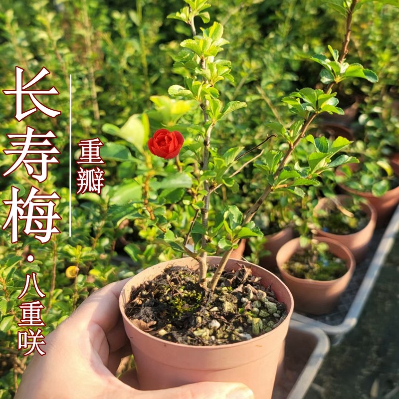 一朵家进口八重红花1号单瓣原生盆景素材苗盆栽绿植,鲜花速递/花卉仿真/绿植园艺,绿植,淘宝优惠券,粉丝福利购,淘宝优惠卷