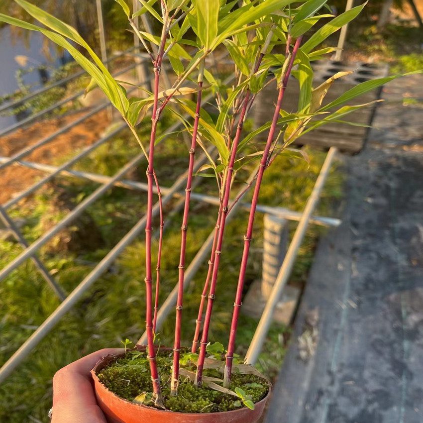 日本朱竹红竹红寒竹花叶寒竹绿植盆栽书房迷你阳台高档竹子有竹鞭