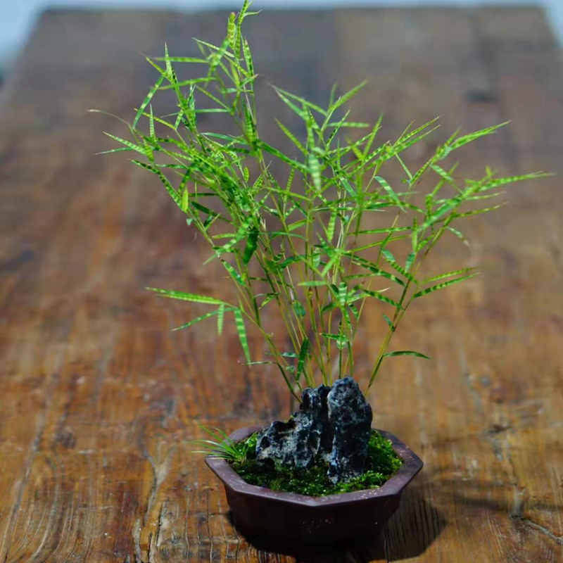 斑纹山野草风竹菲白竹包邮盆栽