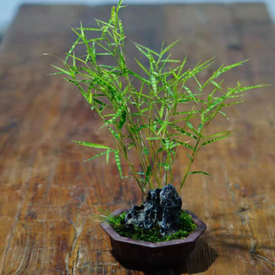 斑纹竹日本山野草虎斑风竹斑入风竹澳洲风竹菲白竹盆栽虎斑竹包邮