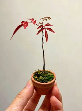 稀有品种南京槭树漆树野漆丛林
