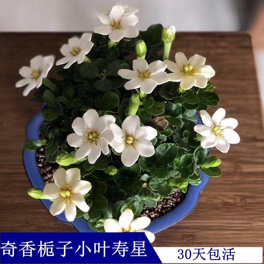 稀有名贵品种小叶寿星栀子花重瓣尖叶四季开花迷你盆栽盆景花香