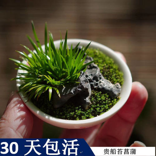 绿植贵船佛系玩家山野草包茶几