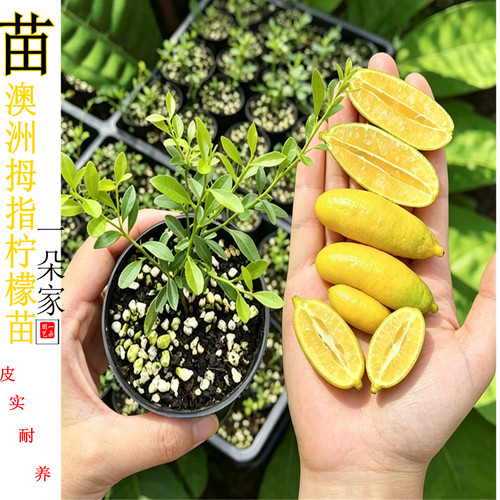 澳洲血柠檬苗拇指柠檬苗盆栽绿植