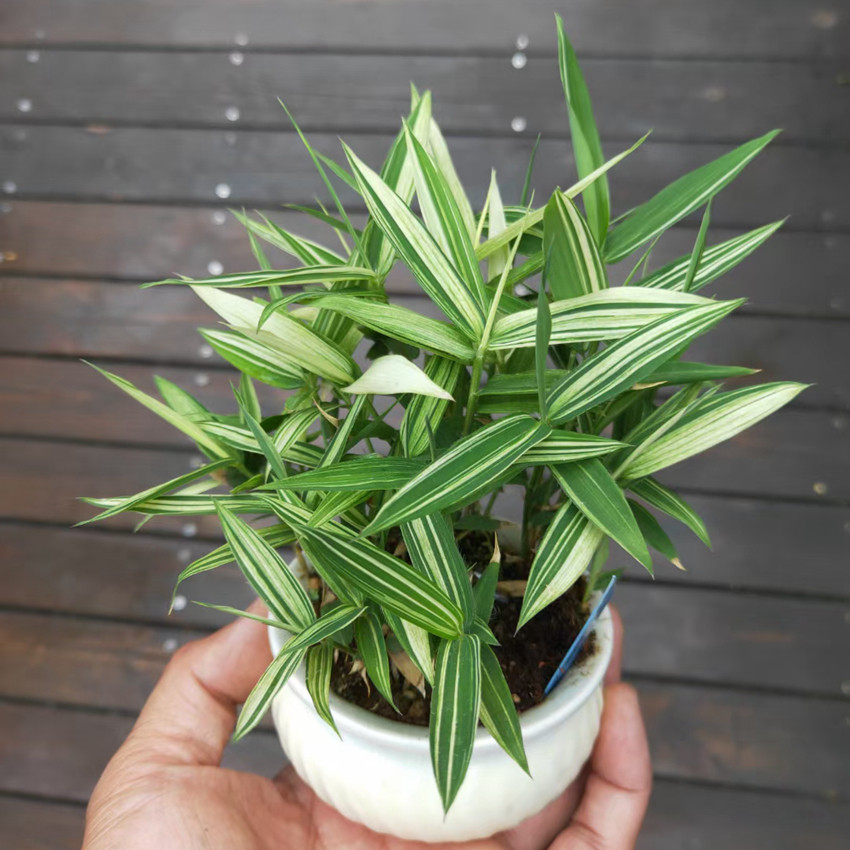 菲白竹熊猫竹小型丛生竹山石竹盆景办公室书房绿植小品盆栽迷你叶