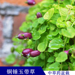 爬藤水陆缸雨林缸假山吸水石造景绿植盆栽喜湿铜锤玉带草带果结果