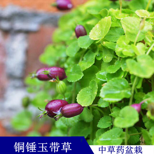 水陆缸雨林缸爬藤紫色果实玉带草