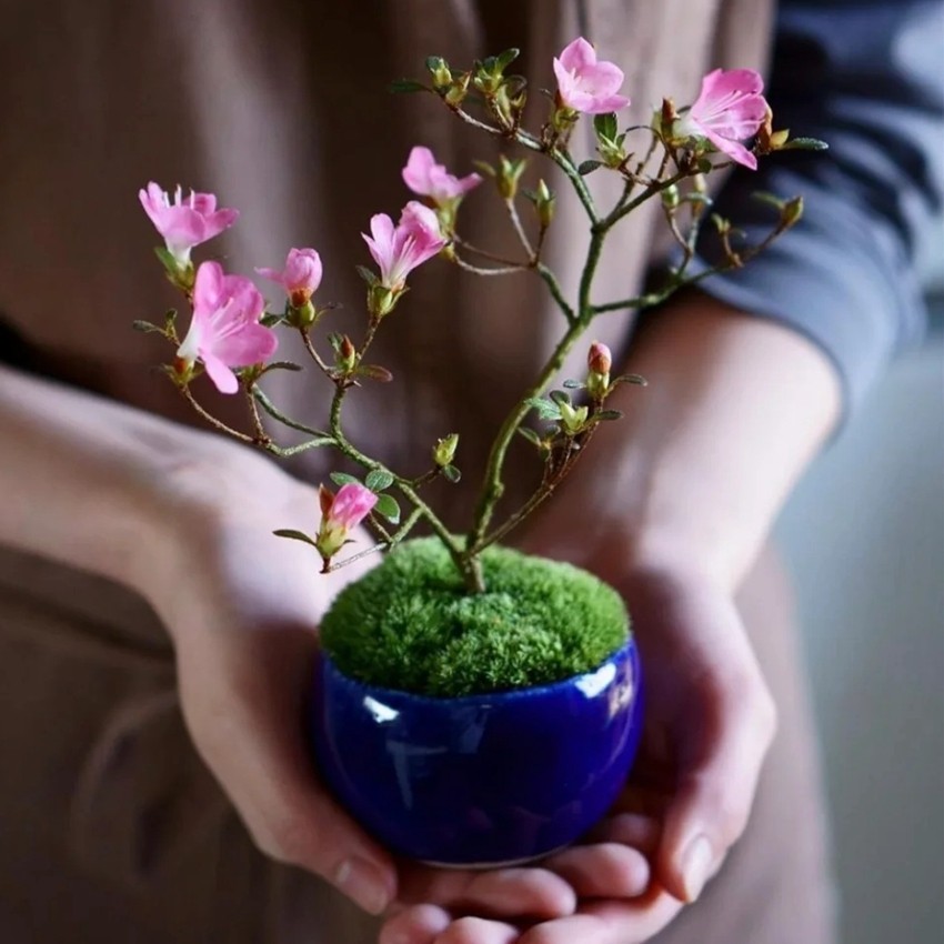 早乙女小町杜娟 日本姬杜鹃 勤花 小叶 微型盆景苗