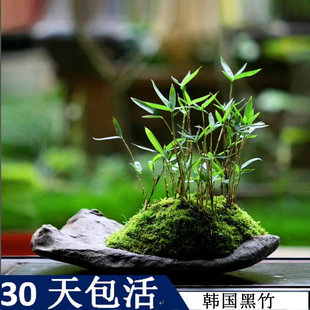 韩国黑竹紫竹小盆栽日本屋久岛竹绿植四季常绿观赏竹小微型竹子