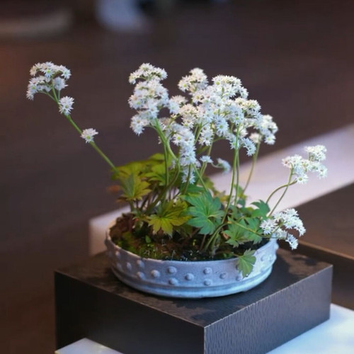 白月光中式绿植姬丹顶禅意名品