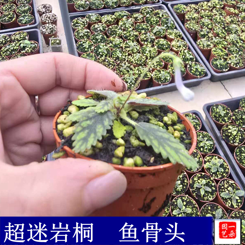 「一朵家」超迷你岩桐鱼骨头普西拉苦苣苔科岩桐属球根微型植物,鲜花速递/花卉仿真/绿植园艺,绿植,淘宝优惠券,粉丝福利购,淘宝优惠卷