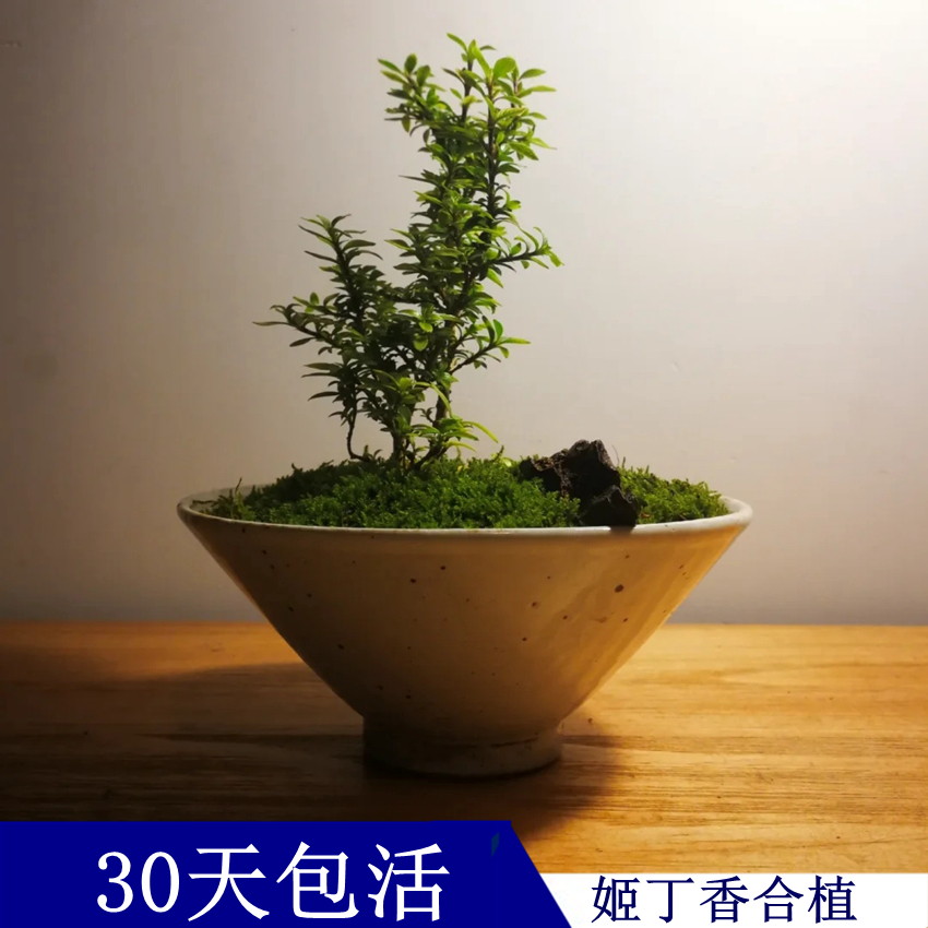 八房姬丁香日本开花盆景素材掌上盆景苗窗台阳台桌面绿植迷你可爱