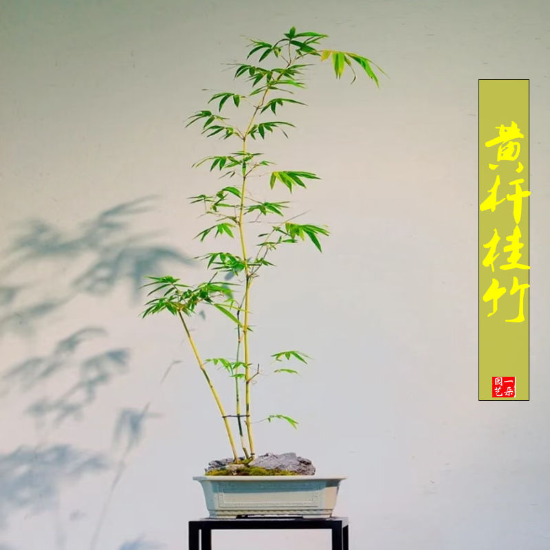 稀有名品黄杆桂竹子苗意境悠远