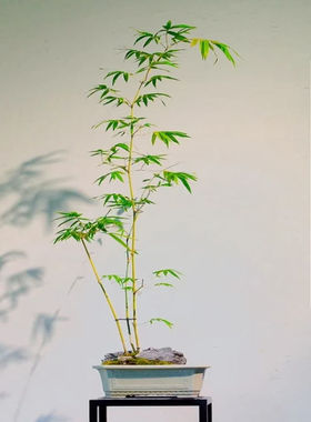 黄杆桂竹60CM观赏书房意境深远中式生活盆景用竹绿植室内净化空气