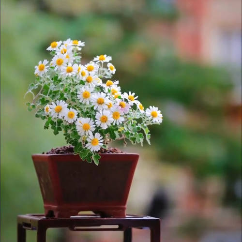 日本白花姬雅菊アシズリノジギ